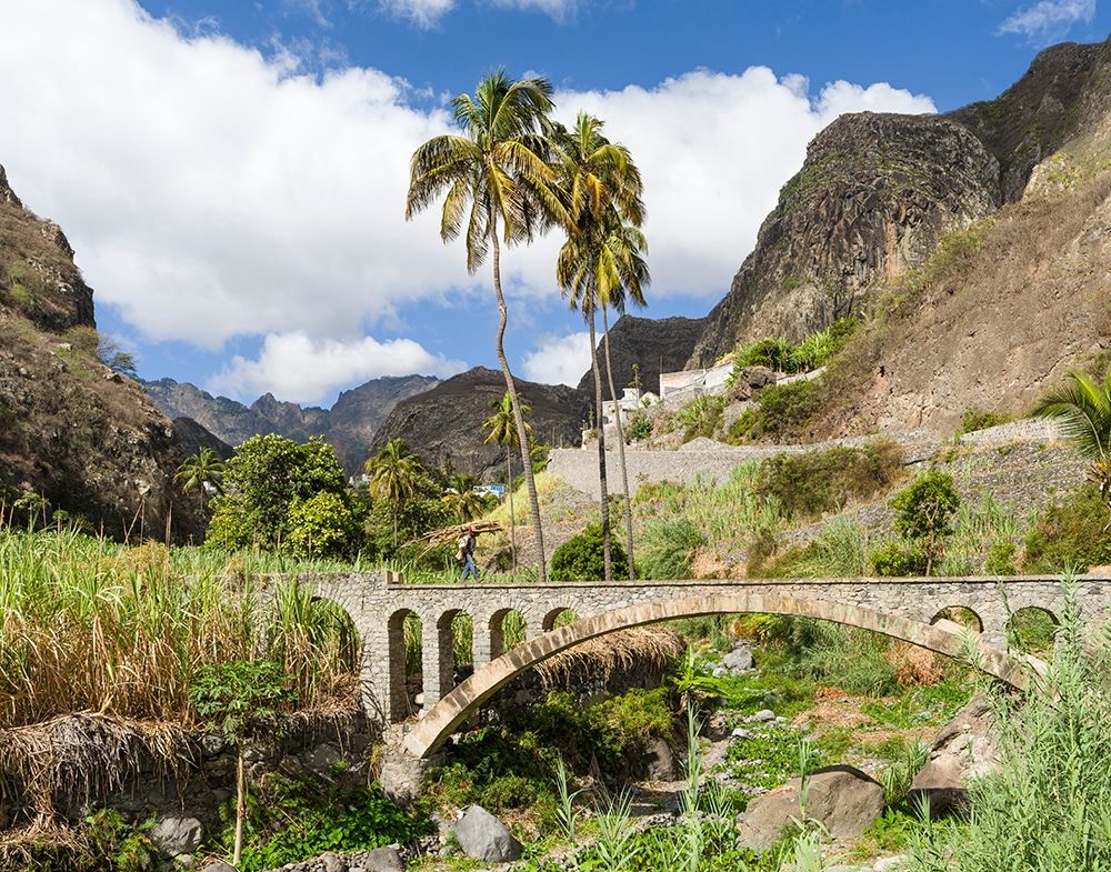 Harvesting sugarcane Valley Ribeira do Paul on the island Santo Antao-Cape Verde